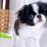 狆(チン)