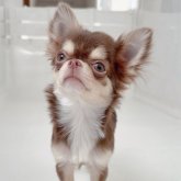 チワワ(ロング)