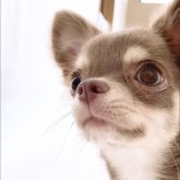 チワワ(ロング)