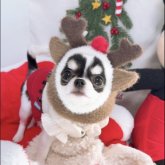 チワワ(ロング)