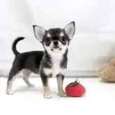 チワワ(スムース)