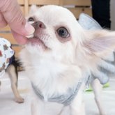 チワワ(ロング)