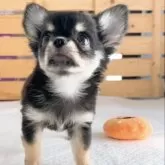 チワワ(ロング)