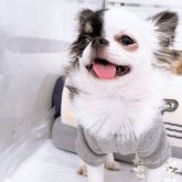 チワワ(ロング)