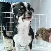 チワワ(スムース)