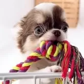 チワワ(ロング)