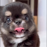チワワ(ロング)