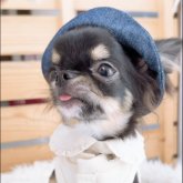 チワワ(ロング)