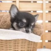 チワワ(ロング)