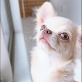 チワワ(ロング)