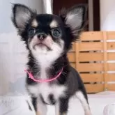 チワワ(ロング)