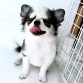 チワワ(ロング)【山口県・女の子・2025年5月26日・ブルー&ホワイトパーティ】の写真10