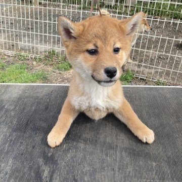 柴犬(標準サイズ)【大分県・女の子・2023年12月30日・赤】の写真「現在は、小ぶりな可愛い女の子」
