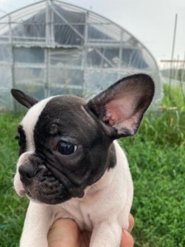 フレンチブルドッグ【大分県・女の子・2021年6月9日・パイド】の写真「可愛い顔した女の子」