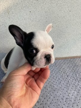 フレンチブルドッグ【大分県・女の子・2021年6月11日・パイド】の写真「両親ともに遺伝性疾患変性性脊髄症状クリアです。」