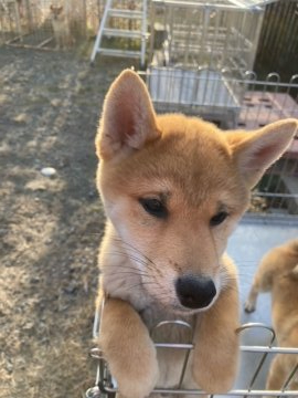柴犬(標準サイズ)【大分県・男の子・2021年9月3日・赤】の写真「目の可愛い男の子です。」