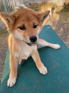 柴犬(標準サイズ)【大分県・女の子・2021年9月3日・赤】の写真「可愛い目をした女の子です。」