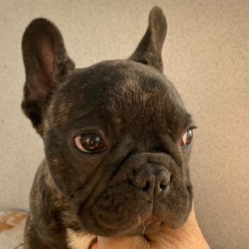 フレンチブルドッグ【大分県・男の子・2021年9月21日・ブリンドル】の写真「性格の良い男の子です」