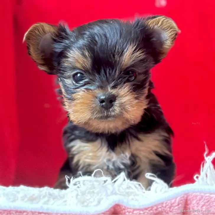 ID：2411-07858の子犬