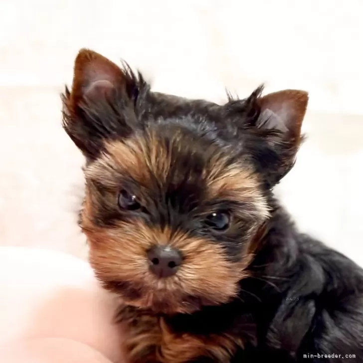 K.S 様のお迎えした子犬