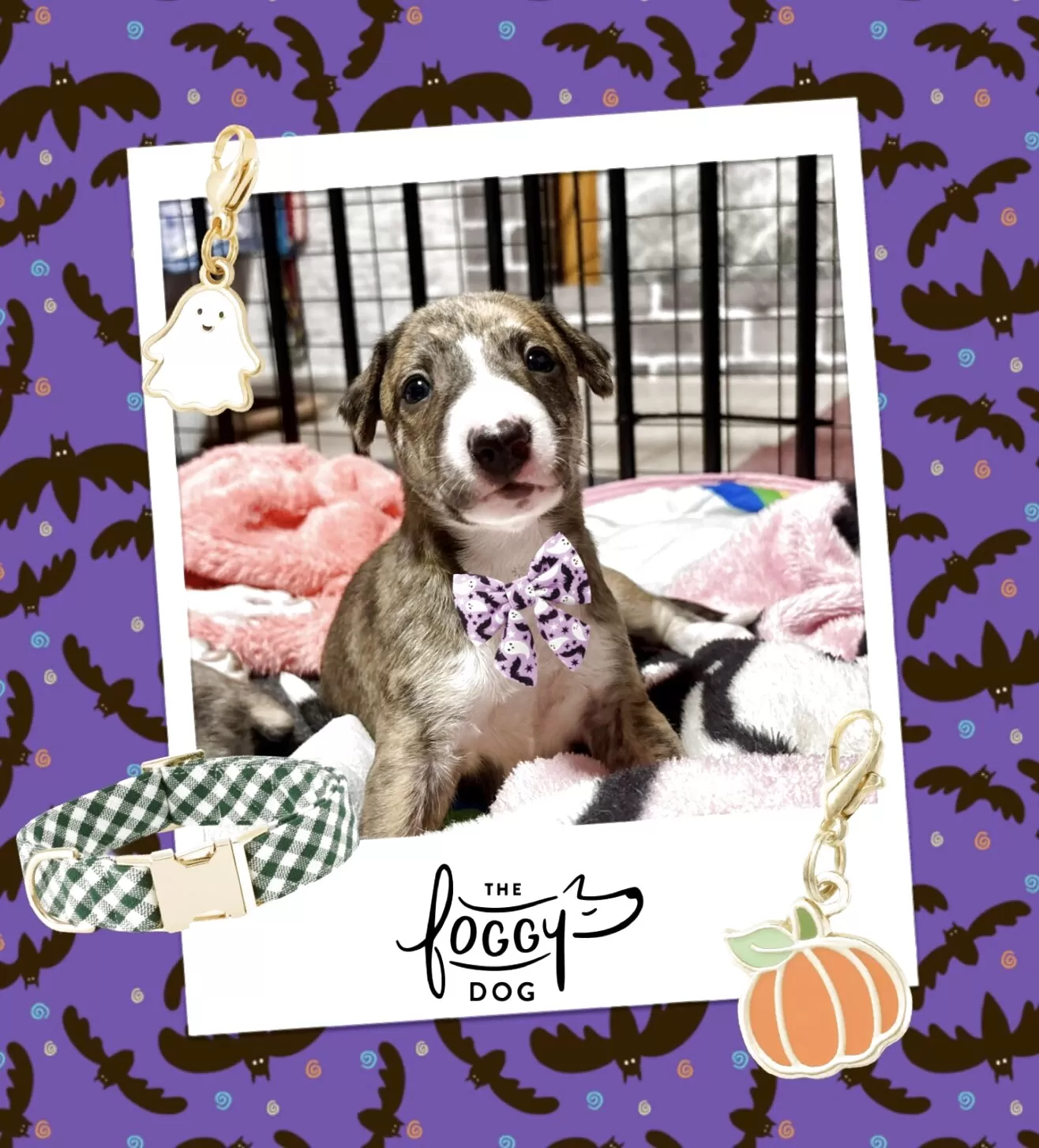 ID:2509-04385の子犬