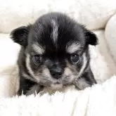 チワワ(ロング)