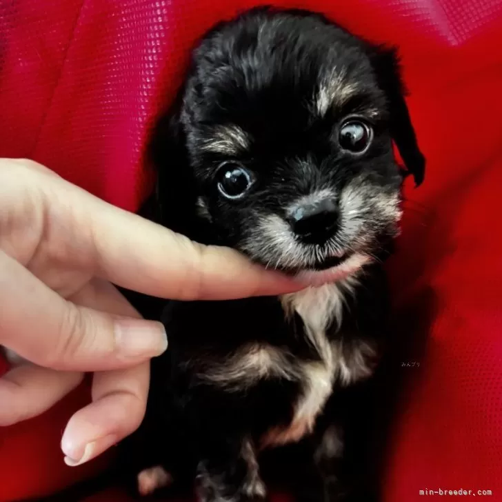 ID：2508-08780の子犬