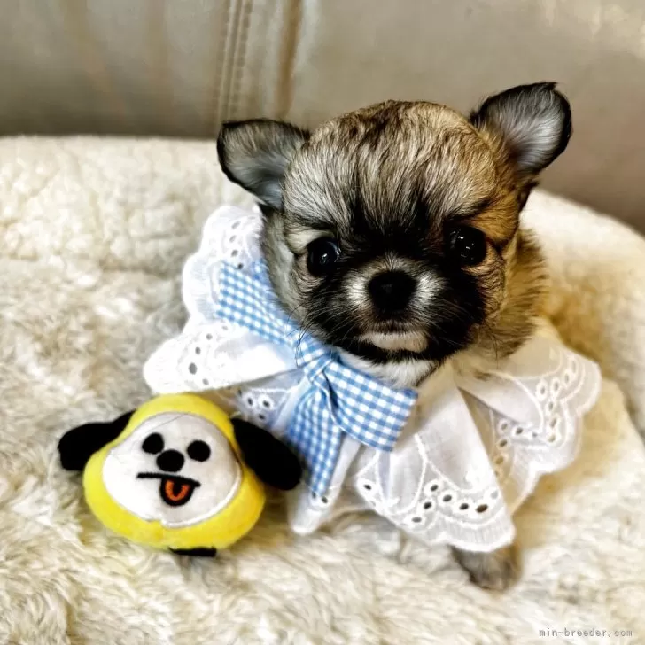 ID：2504-05868の子犬