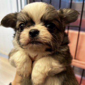 チワワ(ロング)【大阪府・男の子・2024年10月10日・イザベラ&ホワイト】の写真「かわいいお顔のイザベラ王子♡」