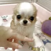 チワワ(ロング)【大阪府・女の子・2025年6月11日・ホワイト&レッド】の写真1