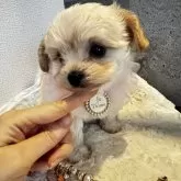 チワプー(トイプードル×チワワ)【大阪府・男の子・2025年9月15日・クリーム】の写真5
