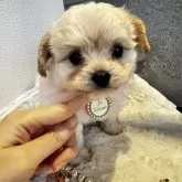 チワプー(トイプードル×チワワ)【大阪府・男の子・2025年9月15日・クリーム】の写真6