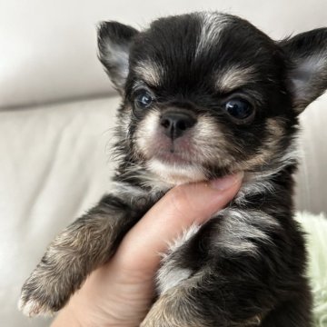 チワワ(ロング)【大阪府・男の子・2024年7月5日・ブラックタン】の写真「キレイなアップルヘッド、優しいお顔の小さな王子様♡」