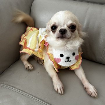 チワワ(ロング)【大阪府・男の子・2024年2月6日・クリーム】の写真「お目くりくり♡天真爛漫の穏やかーな甘えた王子♡」