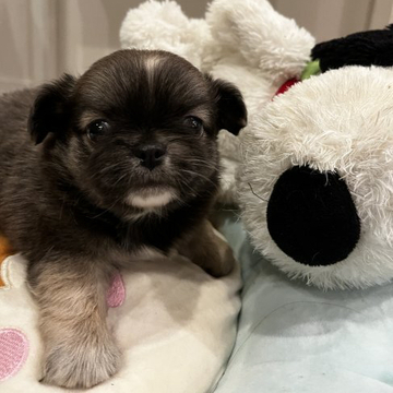 チワワ(ロング)【大阪府・女の子・2022年10月11日・ロングコートチワワ】の写真「イザベラ★レアカラーのお姫様★ぬいぐるみみたい♡」