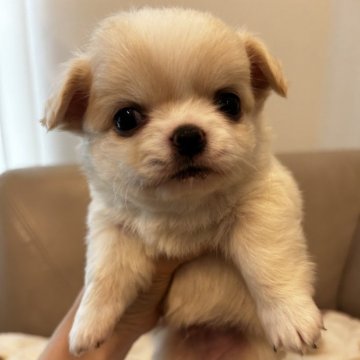 チワワ(ロング)【大阪府・男の子・2024年1月18日・クリーム】の写真「お目クリクリ小さな王子様♡♡♡」