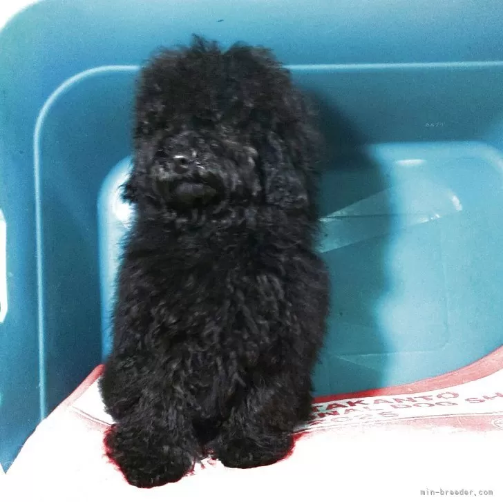 ID：2501-02159の子犬