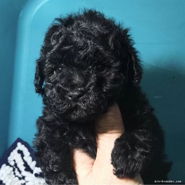 ID:2501-06520の子犬