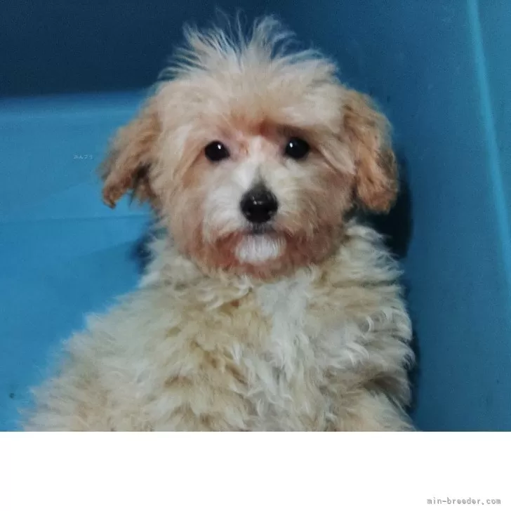 ID:2502-04386の子犬