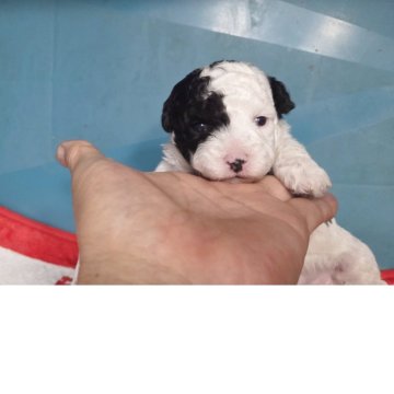 ビショプー(トイプードル×ビションフリーゼ)【群馬県・男の子・2025年10月25日・ホワイト&ブラック】の写真「ふわふわもこもこ男子」