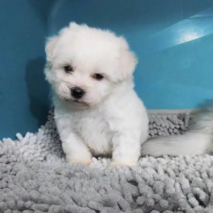 ID：2305-03487の子犬