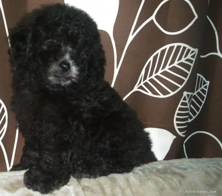 ID：2109-00559の子犬
