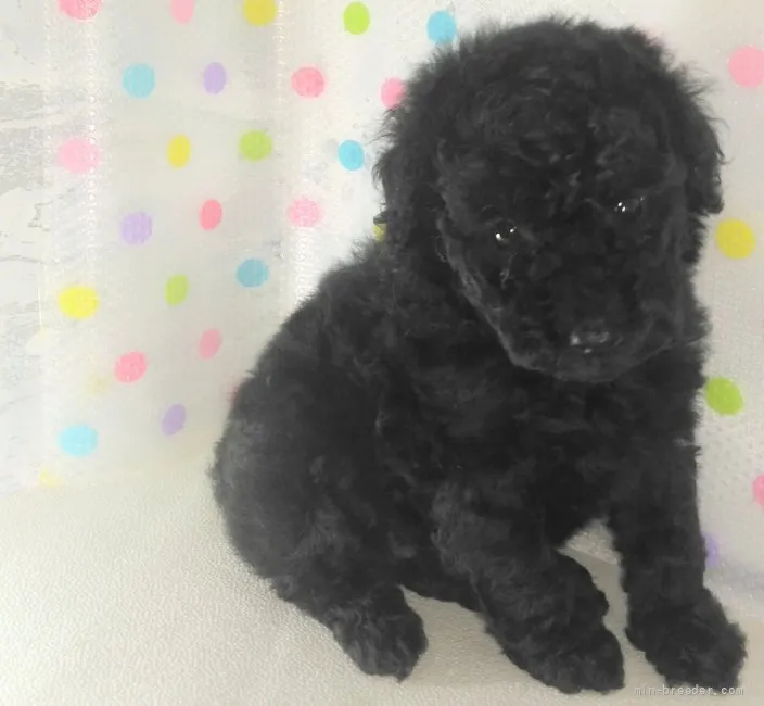 ID：2109-00192の子犬