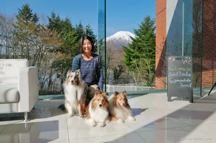 山中湖｜小城　由美(おじろ　ゆみ)ブリーダー(茨城県・シェットランドシープドッグ・JKC登録)の紹介写真7