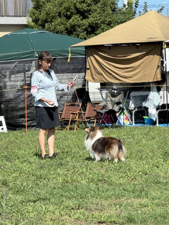 小城由美ブリーダーのブログ：ルルJCC初出陳