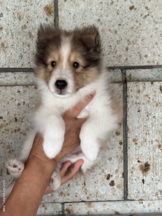 小城由美ブリーダーのブログ：クララの仔犬達