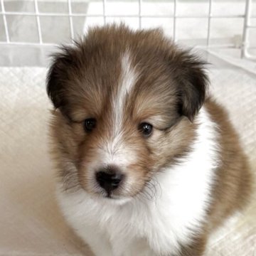 シェットランドシープドッグ【茨城県・男の子・2025年6月20日・セーブルホワイト】の写真「可愛いお顔の素敵男子」