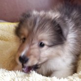 シェットランドシープドッグ