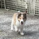 シェットランドシープドッグ【茨城県・男の子・2025年6月20日・セーブルホワイト】の写真2