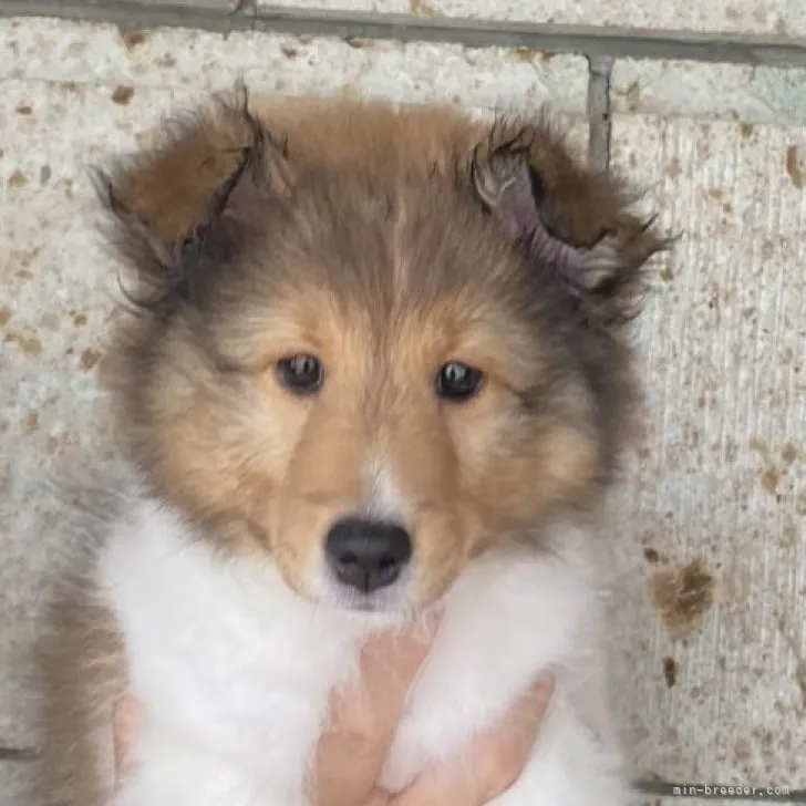 ID：2306-05342の子犬